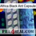 Africa Black Ant Capsule 34